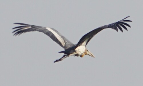 Greater Adjutant (Leptoptilos dubius), photo 9