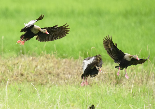 Black-bellied Whistling-Duck