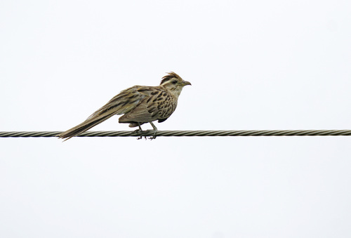 Striped Cuckoo