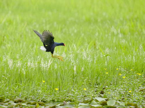Purple Gallinule