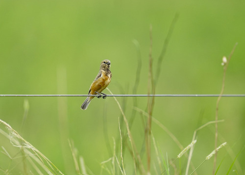 Dark-throated Seedeater