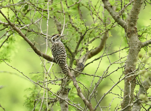 Checkered Woodpecker