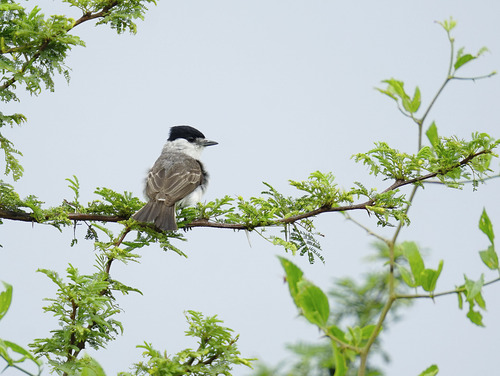 White-naped Xenopsaris