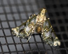 Arescoptera haplocala