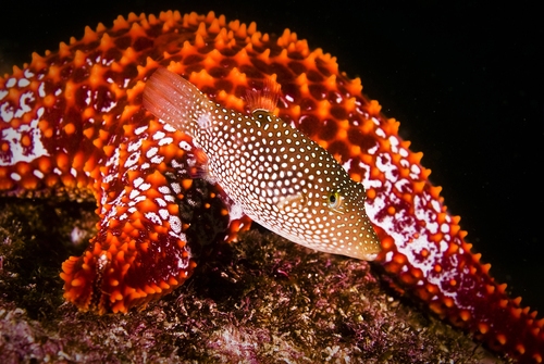 Spotted Sharpnose Puffer