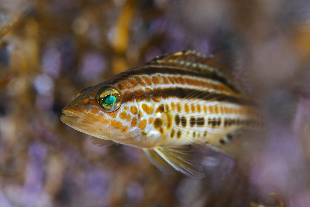 Goldspotted Sand Bass