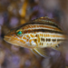 Serranidae - Photo (c) Programa Marino del Golfo de California, alguns direitos reservados (CC BY-NC-SA), uploaded by Programa Marino del Golfo de California