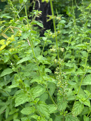 Endostemon obtusifolius, photograph author not stated, no rights reserved