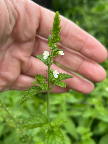 Minty Keepsafe (Endostemon obtusifolius)