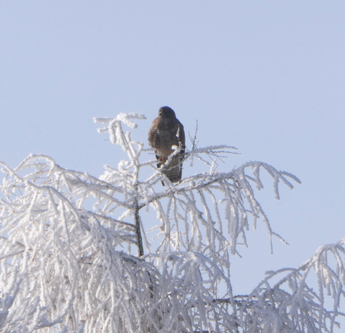 Mäusebussard