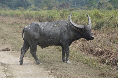 アジアスイギュウ