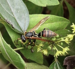 Polistes pacificus
