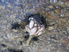 Goose Barnacle - Photo (c) Duarte Frade, some rights reserved (CC BY), uploaded by Duarte Frade