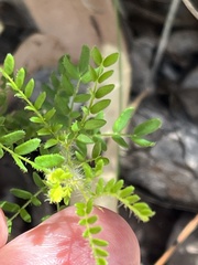 Acacia lateriticola (Acacia lateriticola)