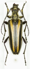Stenocorus vittiger