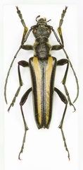 Stenocorus vittiger