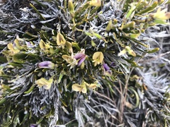 Carmichaelia corrugata