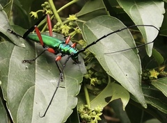 Plinthocoelium chilense