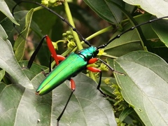 Plinthocoelium chilense