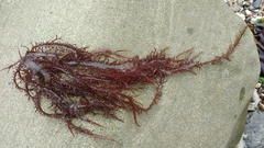 Chondracanthus chamissoi