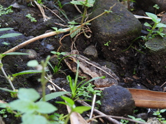 Incilius canaliferus
