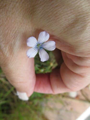 Pale Flax (Linum bienne)