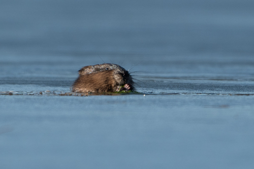 Muskrat