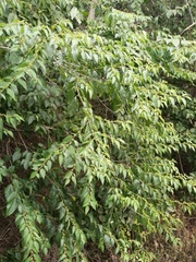 Colubrina triflora
