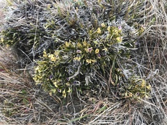 Carmichaelia corrugata