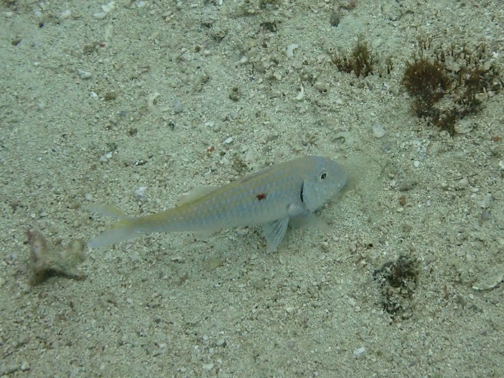 Bighead goatfish