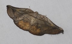 Xenomusa metallica