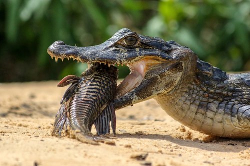 Yacare Caiman, photo 7 of 10