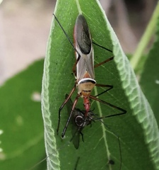Zelus grassans