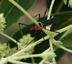 Zelus grassans