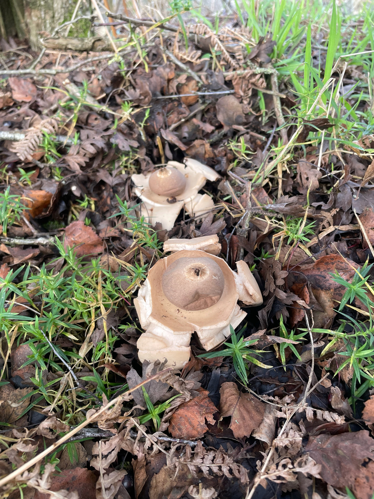 Geastrum michelianum · December 2025 · photo: © davidjeffrey (iNaturalist, cc0)