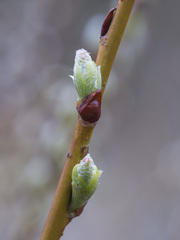 Salix starkeana