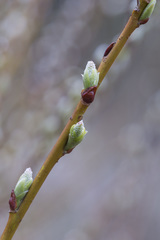 Salix starkeana