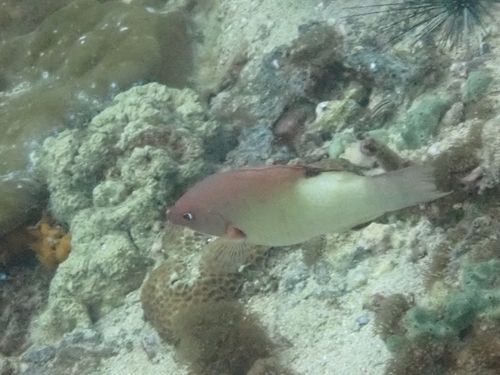 Bodianus neilli observed 2025-12-26