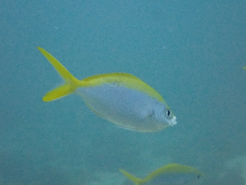 Caesio xanthonota