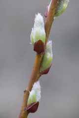 Salix starkeana