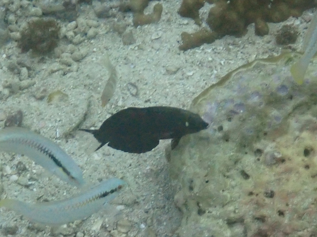 Black Leopard-wrasse
