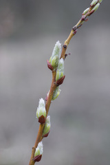 Salix starkeana