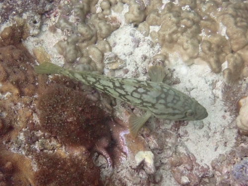 Cloudy grouper (Epinephelus erythrurus) — Serranidae — 5