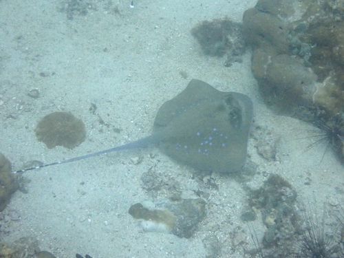 Neotrygon malaccensis