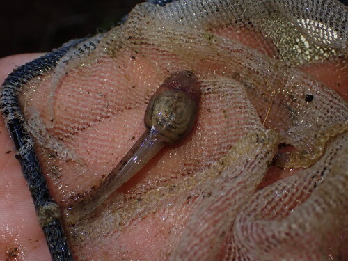 Luzon Fanged Frog, Limnonectes macrocephalus