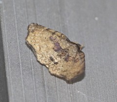 Aroana hemicyclophora