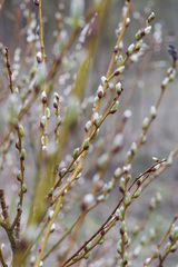 Salix starkeana