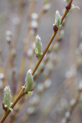 Salix starkeana
