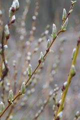 Salix starkeana