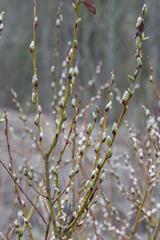 Salix starkeana